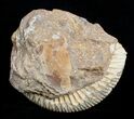 Inch Perisphinctes Ammonite - Jurassic #3753-2